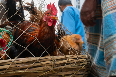Kolkata, West Bengal, India - 16th December 2018 : Roosters, adult male chickens (Gallus gallus domesticus) put in cage, placed on road and are being offered for sale, at Territy bazar, Kolkata.のeditorial素材