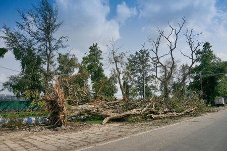 Kolkata, West Bengal, India - 23rd May 2020 : Super cyclone Amphan uprooted tree which fell and blocked pavement. The devastation has made many trees fall on ground.のeditorial素材