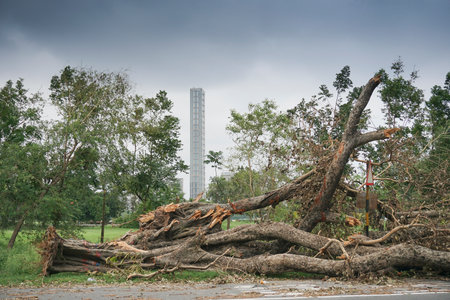 Kolkata, West Bengal, India - 21st May 2020 : Super cyclone Amphan has uprooted tree which fell on ground. The devastation has made many trees fall. Highrise building of Kolkata in background.のeditorial素材
