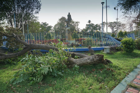 Kolkata, West Bengal, India - 21st May 2020 : Super cyclone Amphan has uprooted tree which fell on ground. The famous Mahatma Gandhi statue in the background. It has devastated the Kolkata city.のeditorial素材