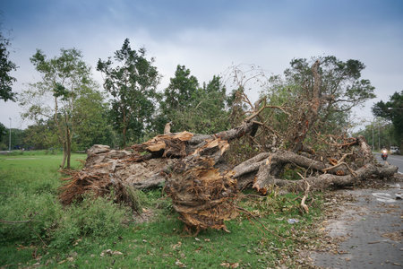 Kolkata, West Bengal, India - 23rd May 2020 : Super cyclone Amphan uprooted tree which fell and blocked road partially. The devastation has made many trees fall on ground. traffic passing through.のeditorial素材