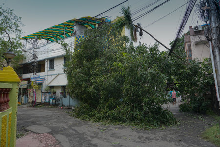 Howrah, West Bengal, India - 21st May 2020 : Super cyclone Amphan uprooted tree which fell and blocked road. The devastation has made many trees fall on ground.のeditorial素材