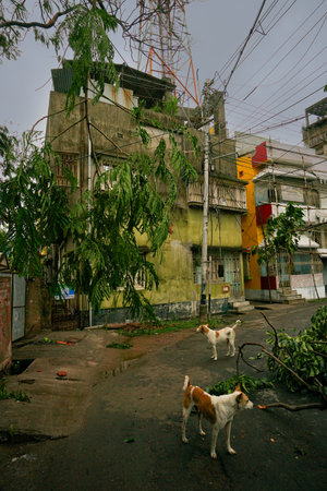 Howrah, West Bengal, India - 21st May 2020 : Super cyclone Amphan broke a roadside tree which fell and blocked road. The devastation has made many trees fall on ground.のeditorial素材