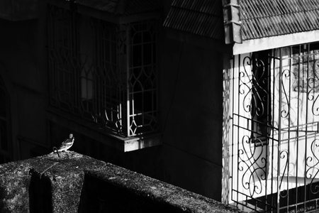 Howrah, West Bengal, India - 7th June 2020 : A bird on the balcony, watching construction of a buliding in black and white, shot in the morning.のeditorial素材