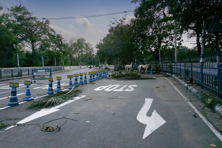 Kolkata, West Bengal, India - 23rd May 2020 : Super cyclone Amphan uprooted tree which fell and blocked road partially in Park street crossing. The devastation has made many trees fall on ground.のeditorial素材