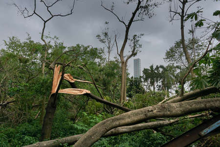 Super cyclone Amphan has uprooted tree which fell on ground. The devastation has made many trees...