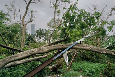Super cyclone Amphan has uprooted tree which fell on ground. The devastation has made many trees fall. Highrise building of Kolkata in background. Climate change in Kolkata, West Bengal, India.の写真素材