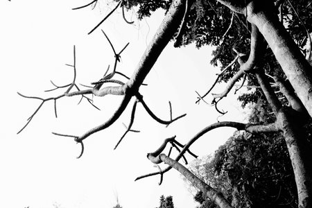 Black and white tree branches in a forest, against white sky. Natural background at Howrah, West Bengal, Indiaの写真素材