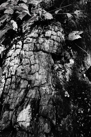 Black and white abstract tree trunk wood texture. Natural background.