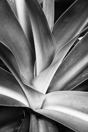Black and white leaves against natural background.の写真素材