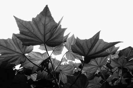 Black and white leaves against white sky background.