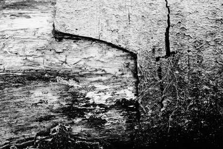 Black and white abstract tree trunk wood texture. Natural background.