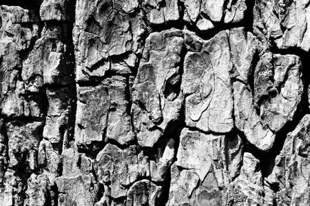 Black and white abstract tree trunk wood texture. Natural background.