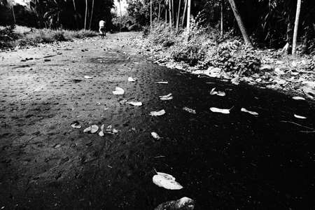 Dry l;eaves fell on lane passing through trees , black and white natural background. Howrah, West...