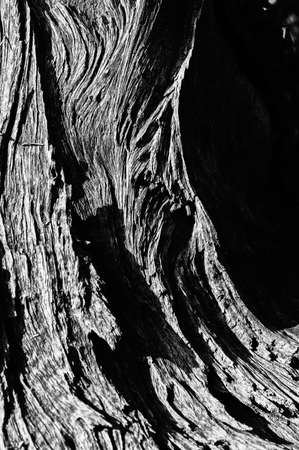 Black and white abstract tree trunk wood texture. Natural background. Vertical image.の写真素材