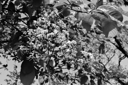 Black and white flowers and plants against natural background.
