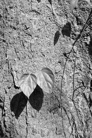 Black and white abstract tree trunk wood texture. Natural background.