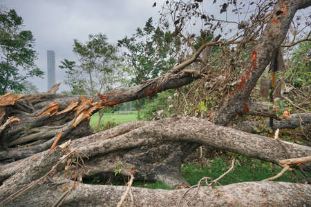 Super cyclone Amphan has uprooted tree which fell on ground. The devastation has made many trees fall. Highrise building of Kolkata in background. Climate chnage in Kolkata, West Bengal, India.の写真素材