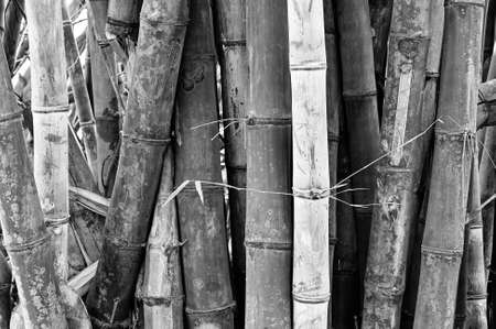Black and white bamboo tree trunk wood texture. Natural background.の写真素材
