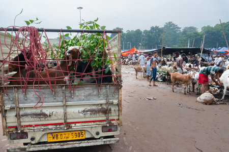 Kolkata, West Bengal, India - 11th August 2019 : Goats are being carried by van for sale in open market during "Eid al-Adha" or Eid Qurban or "Festival of the Sacrifice",to be sacrificed ritually.のeditorial素材