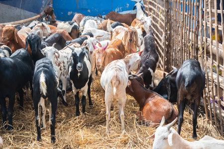 Kolkata, West Bengal, India - 11th August 2019 : Goats for sale in open market during "Eid al-Adha" or 'Feast of the Sacrifice' or Eid Qurban or "Festival of the Sacrifice",to be sacrificed ritually.のeditorial素材