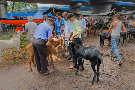 Kolkata,West Bengal, India - 11th August 2019: Price being negotiated for goats during "Eid al-Adha" or 'Feast of the Sacrifice' or Eid Qurban or "Festival of the Sacrifice",to be sacrificed ritually.のeditorial素材