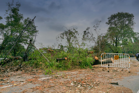 Kolkata, West Bengal, India - 25th May 2020 : Super cyclone Amphan uprooted tree which fell on ground. The devastation has made many trees fall on ground. Climate change.のeditorial素材