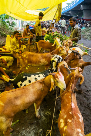 Kolkata, West Bengal, India - 11th August 2019 : Goat seller feeding goats which are being sold in market during "Eid al-Adha" or Eid Qurban or "Festival of the Sacrifice".のeditorial素材