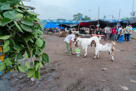 Kolkata, West Bengal, India - 11th August 2019 : Goat seller feeding goats which are being sold in market during "Eid al-Adha" or Eid Qurban or "Festival of the Sacrifice".のeditorial素材