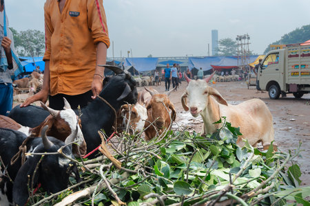 Kolkata, West Bengal, India - 11th August 2019 : Goats are being fed, goats are being sold in market during "Eid al-Adha" or Eid Qurban or "Festival of the Sacrifice".のeditorial素材