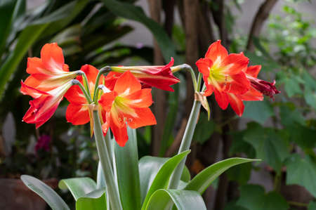 Blooming Orange Lily flowers, Lilium is a genus of herbaceous flowering plants growing from bulbs, all with large prominent flowers. Shot at Howrah, West Bengal, Indiaの写真素材