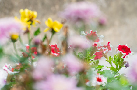 Selective focus of Petunia flowers, a flowering plant with colorful flowers. Howrah, West Bengal, India.の写真素材