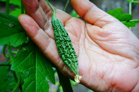 Corolla aka karela has bitter taste but good for health. Senior aged woman showing Corolla made at her home garden. Howrah, West Bengal, India.の写真素材