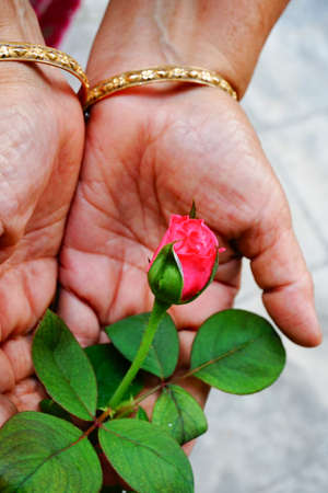 Rose or Rosa, flower buds wih green leaves. Old woman showing the flower bud in her garden. Howrah, West Bengal, India.の写真素材