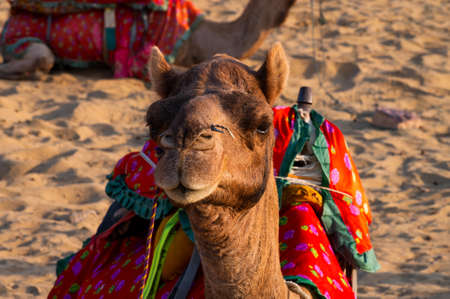 Portrait of a Camel, face while waiting for tourists for camel ride at Thar desert, Rajasthan, India. Camels, Camelus dromedarius, are large desert animals who carry tourists on their backs.の写真素材