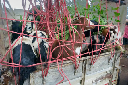 Kolkata, West Bengal, India - 11th August 2019 : Goats are being carried by van for sale in open market during "Eid al-Adha" or Eid Qurban or "Festival of the Sacrifice",to be sacrificed ritually.のeditorial素材