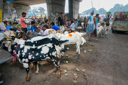 Kolkata, West Bengal, India - 11th August 2019 : Goats are being sold in market during "Eid al-Adha" or 'Feast of the Sacrifice' or Eid Qurban or "Festival of the Sacrifice",to be sacrificed ritually.のeditorial素材