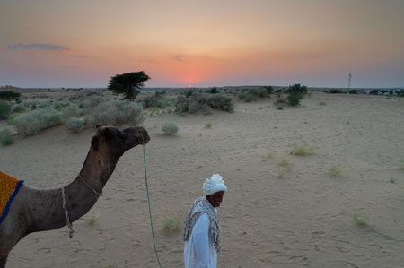 Thar desert, Rajasthan, India - 15th October 2019 : Old cameleer taking back his camel, Camelus dromedarius after tourist rides at dusk in sand dunes. Camel riding is a popular activity for tourists.のeditorial素材