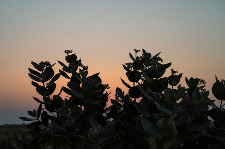 View of Thar desert sand dunes , pre dawn light before sun rise. Rajasthan, India. Akondo, Calotropis gigantea, the crown flower shrub has grown in desert.の写真素材