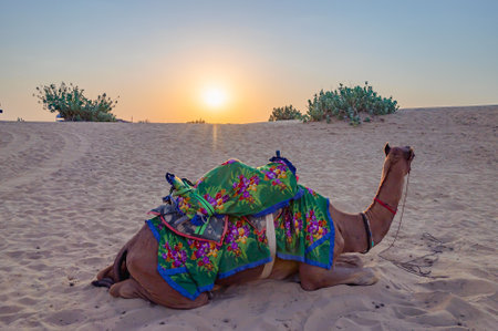 Sun rising at the horizon of Thar desert, Rajasthan, India. Dromedary, dromedary camel, Arabian camel, or one-humped camel with colorful Rajasthani dress on its back is resting on sand dune.の写真素材