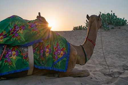 Sun rising at the horizon of Thar desert, Rajasthan, India. Dromedary, dromedary camel, Arabian camel, or one-humped camel with colorful Rajasthani dress on its back is resting on sand dune.の写真素材