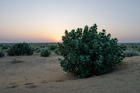Sun rising at the horizon of Thar desert, Rajasthan, India. Tourists from across India visits to watch desert sun rise. Akondo, Calotropis gigantea, the crown flower shrub has grown in desert.の写真素材