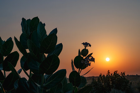 Sun rising at the horizon of Thar desert, Rajasthan, India. Tourists from across India visits to watch desert sun rise. Akondo, Calotropis gigantea, the crown flower shrub has grown in desert.の写真素材