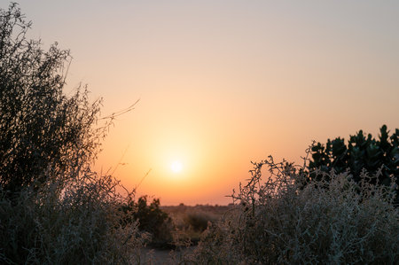 Sun rising at the horizon of Thar desert, Rajasthan, India. Tourists from across India visits to watch desert sun rise at Thar desert.の写真素材