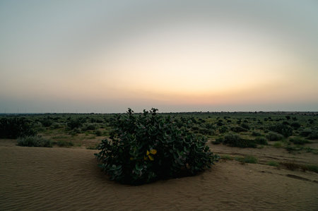 View of Thar desert sand dunes , pre dawn light before sun rise. Rajasthan, India. Akondo, Calotropis gigantea, the crown flower shrub has grown in desert.の写真素材