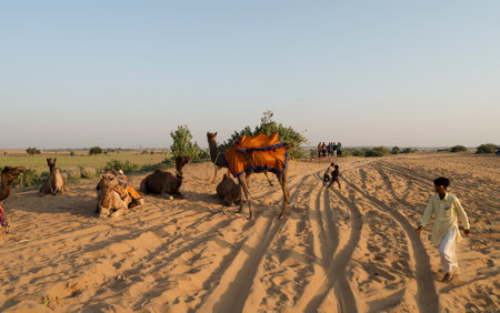 Thar desert, Rajasthan, India - 16.10.2019 : Young Cameleers taking camel to tourists to watch sun rise. Dromedary, dromedary camel, Arabian camel, or one-humped camels are used for camel riding.のeditorial素材