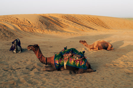 Thar desert, Rajasthan, India. Dromedary, dromedary camels, Arabian camels, or one-humped camels are resting on sand dune.の写真素材