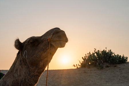 Sun rising at the horizon of Thar desert, Rajasthan, India. Dromedary, dromedary camel, Arabian camel, or one-humped camel is resting on sand dune.の写真素材
