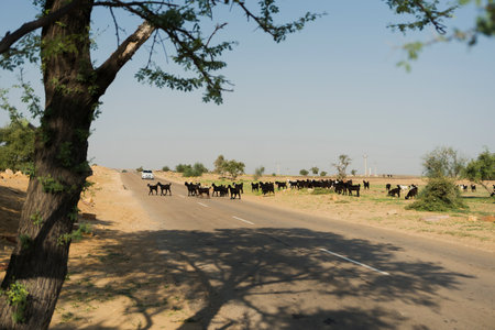 Goats are crossing desert road at Thar desert, Rajasthan, India.の写真素材