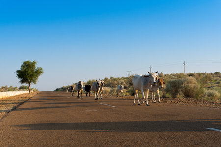 Cows walking through high road or national high way passing through the desert. Distant horizon, Hot summer at Thar desert, Rajasthan, India.の写真素材